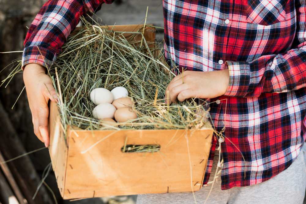 Fresh eggs in the box